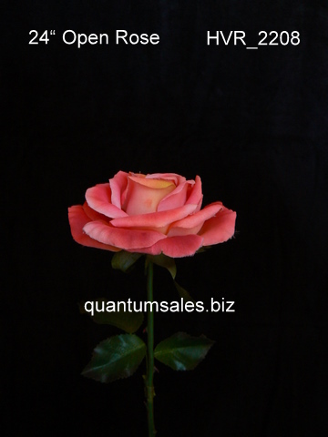 24" Open Rose x 1 ( $3.60 )